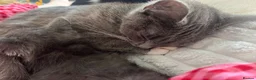 Mixed Breed cats for sale: British Shorthair / Mongrel kittens  - Advert 4