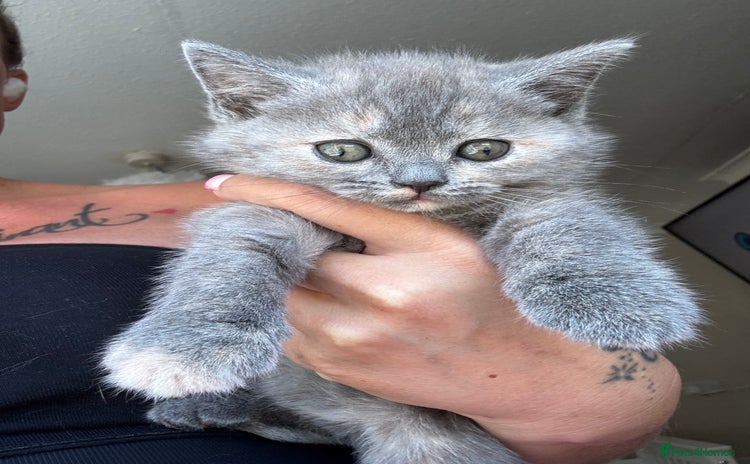 British Shorthair cats - Advert 4