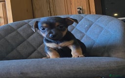 Jack Russell dogs for sale: Traditional Short Legged Jackrussell Pups!  - Image 8