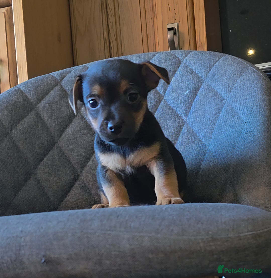 Jack Russell dogs for sale: Traditional Short Legged Jackrussell Pups!  - Image 8
