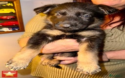 German Shepherd dogs for sale: German Shepard puppies  - Advert 7