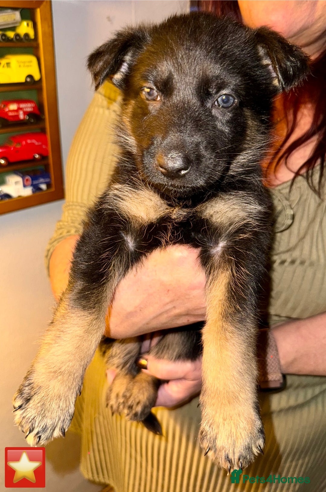 German Shepherd dogs for sale: German Shepard puppies  - Advert 7