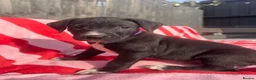 Mixed Breed dogs for sale: Rhodesian Ridgeback x Bull Lurcher - Advert 14