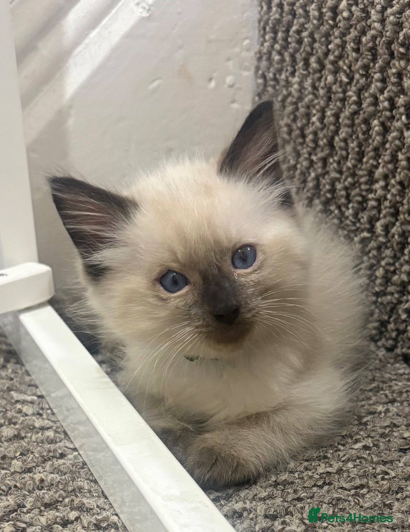 Ragdoll cats Ready now Stunning pedigree ragdolls - Advert 2