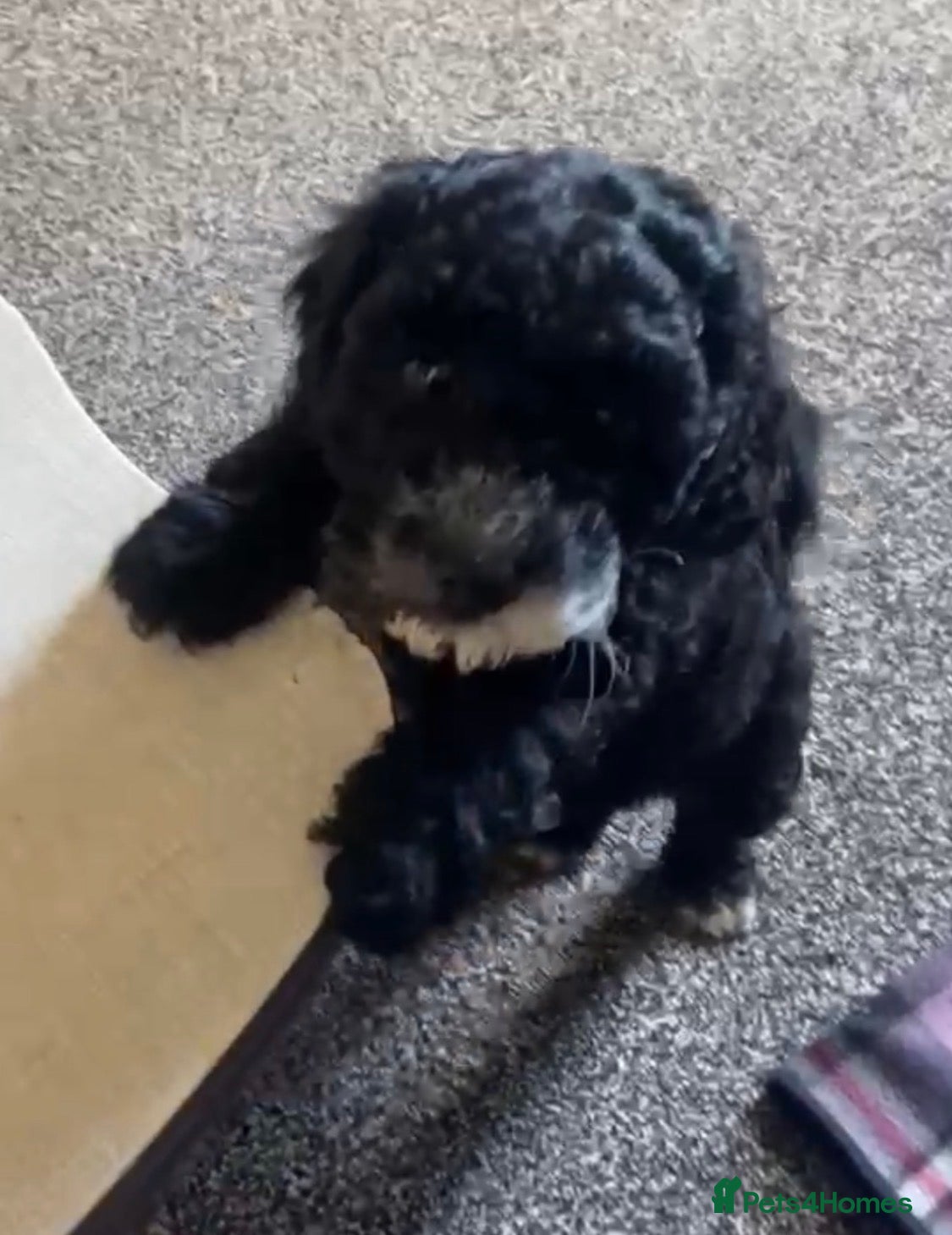 Cockapoo dogs 10 week old female cockapoo F1B - Advert 11