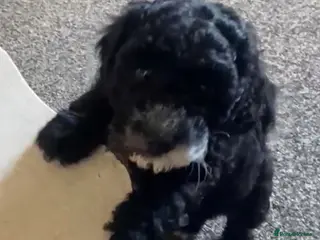 Cockapoo dogs 10 week old female cockapoo F1B - Advert 4