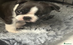 Boston Terrier dogs for sale: Kc Boston terrier  - Image 4