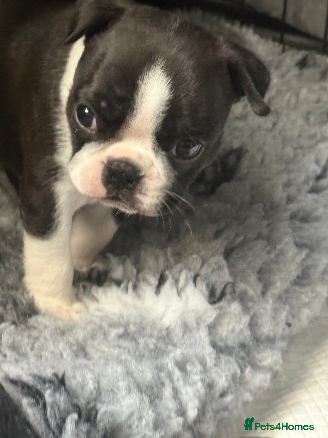 Boston Terrier dogs for sale: Kc Boston terrier  - Image 4