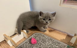 British Shorthair cats for sale: 🍩chocolate , lilac, blue , black GCCF , ready Jan - Advert 3