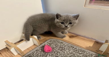 British Shorthair cats - Advert 11