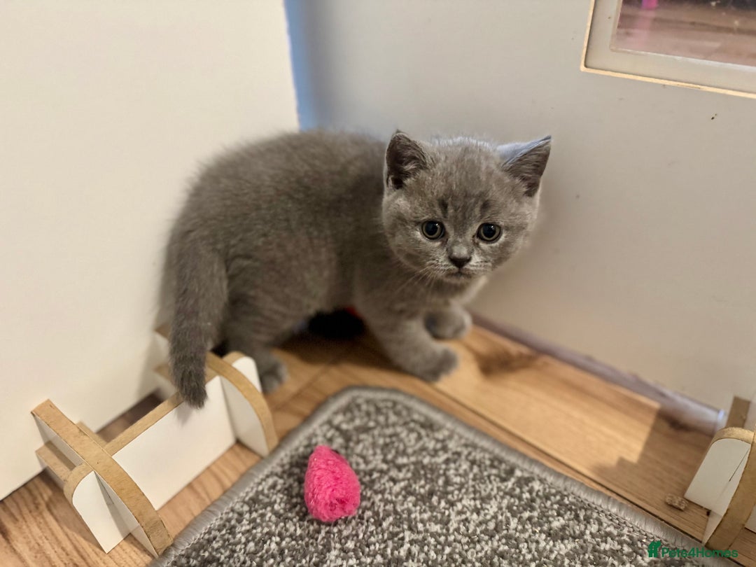 British Shorthair cats for sale: 🍩chocolate , lilac, blue , black GCCF , ready Jan - Advert 3