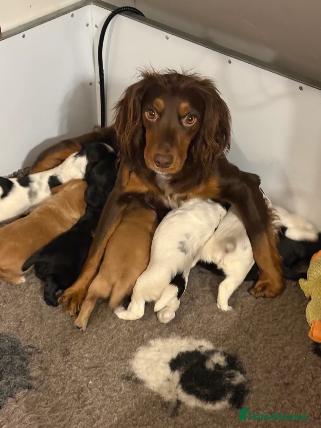 Sprocker dogs for sale: 2 gorgeous boys looking for their new home in Selby - Advert 2