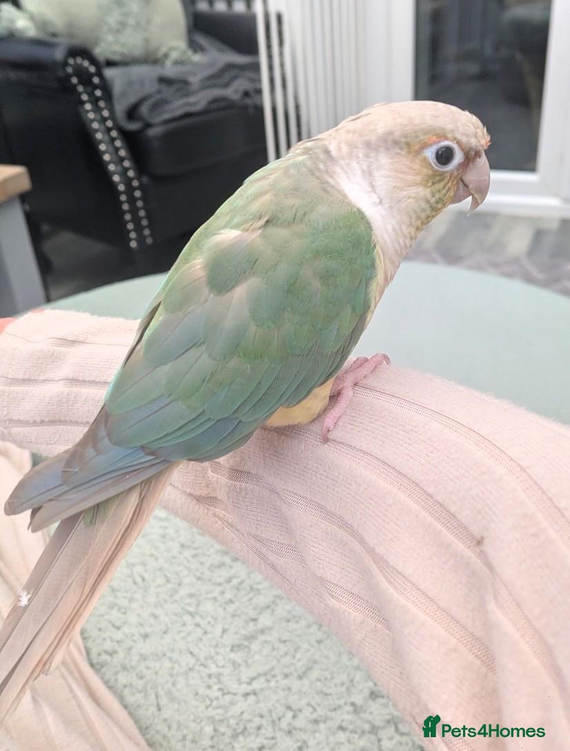 Conures birds Conure Parrot - Advert 1