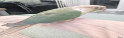 Conures birds for sale: Conure Parrot in Runcorn - Advert 1