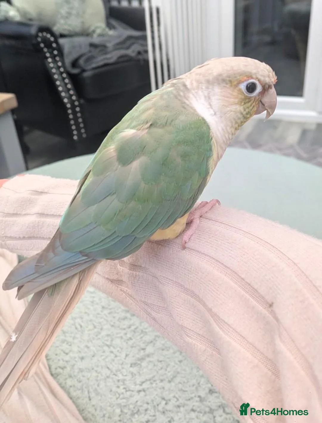 Conures birds for sale: Conure Parrot in Runcorn - Advert 1