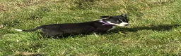 Border Collie dogs for sale: Border Collie Pups - Farm reared from working dogs - Advert 17