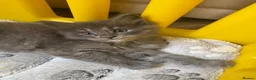 Ragcoon cats for sale: Gorgeous Mainecoon x ragdoll babies  - Advert 11