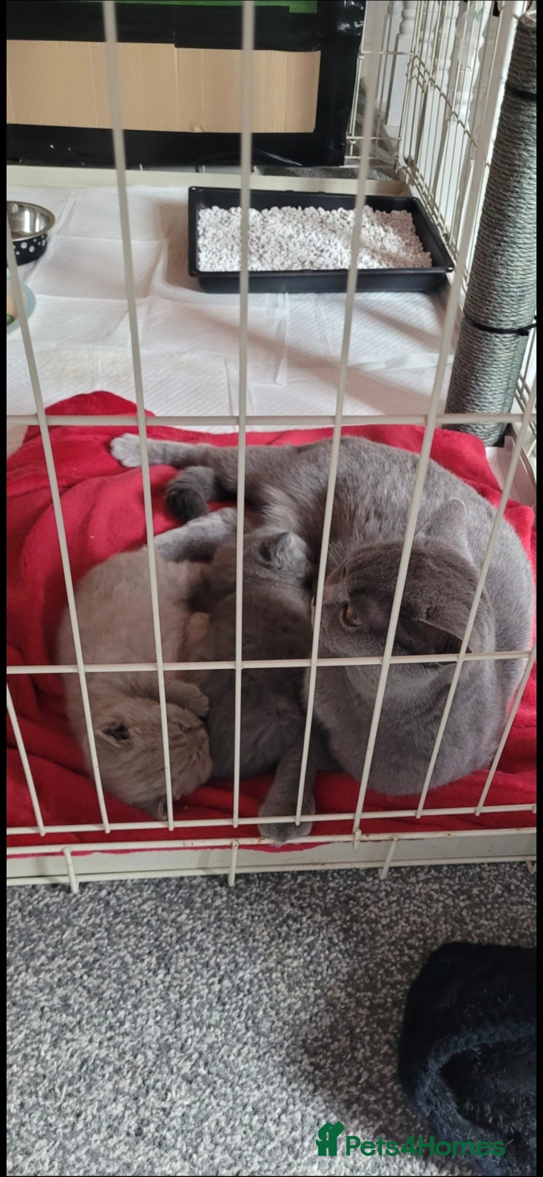 British Shorthair cats for sale: British shorthair kittens for sale  - Image 6