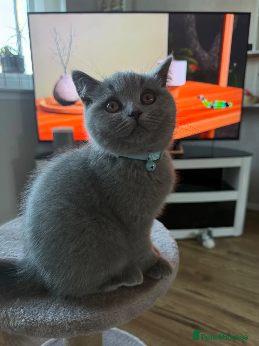 British Shorthair cats for sale: Blue British short hair one years old  - Advert 1