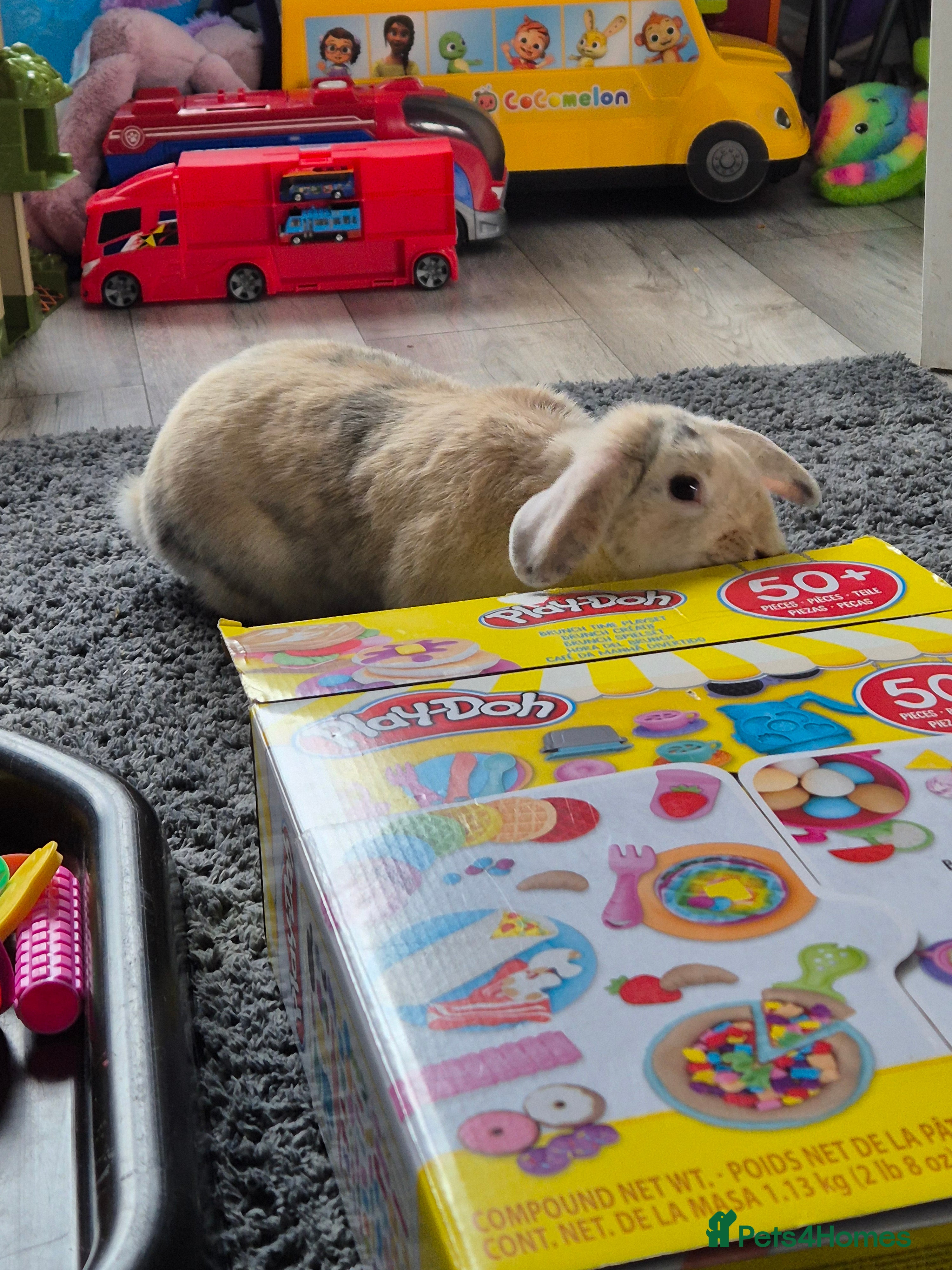 Mini Lop rabbits Beautiful doe - Advert 14