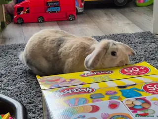 Mini Lop rabbits Beautiful doe - Advert 14