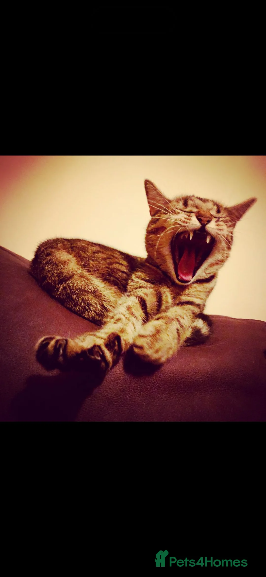 Mixed Breed cats for sale: Pumpkin & Yoshi  - Advert 10