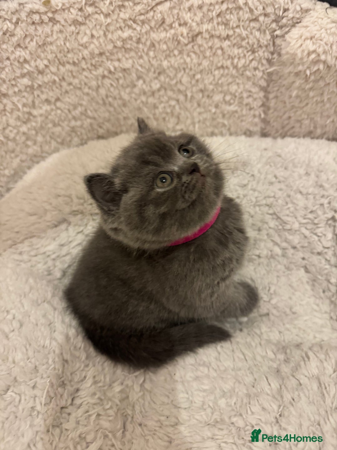 British Shorthair cats for sale: British Shorthair Blue 3 Girls GCCF registered  - Image 17