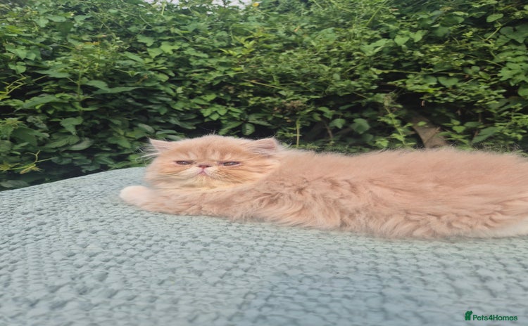 Persian cats - Advert 8