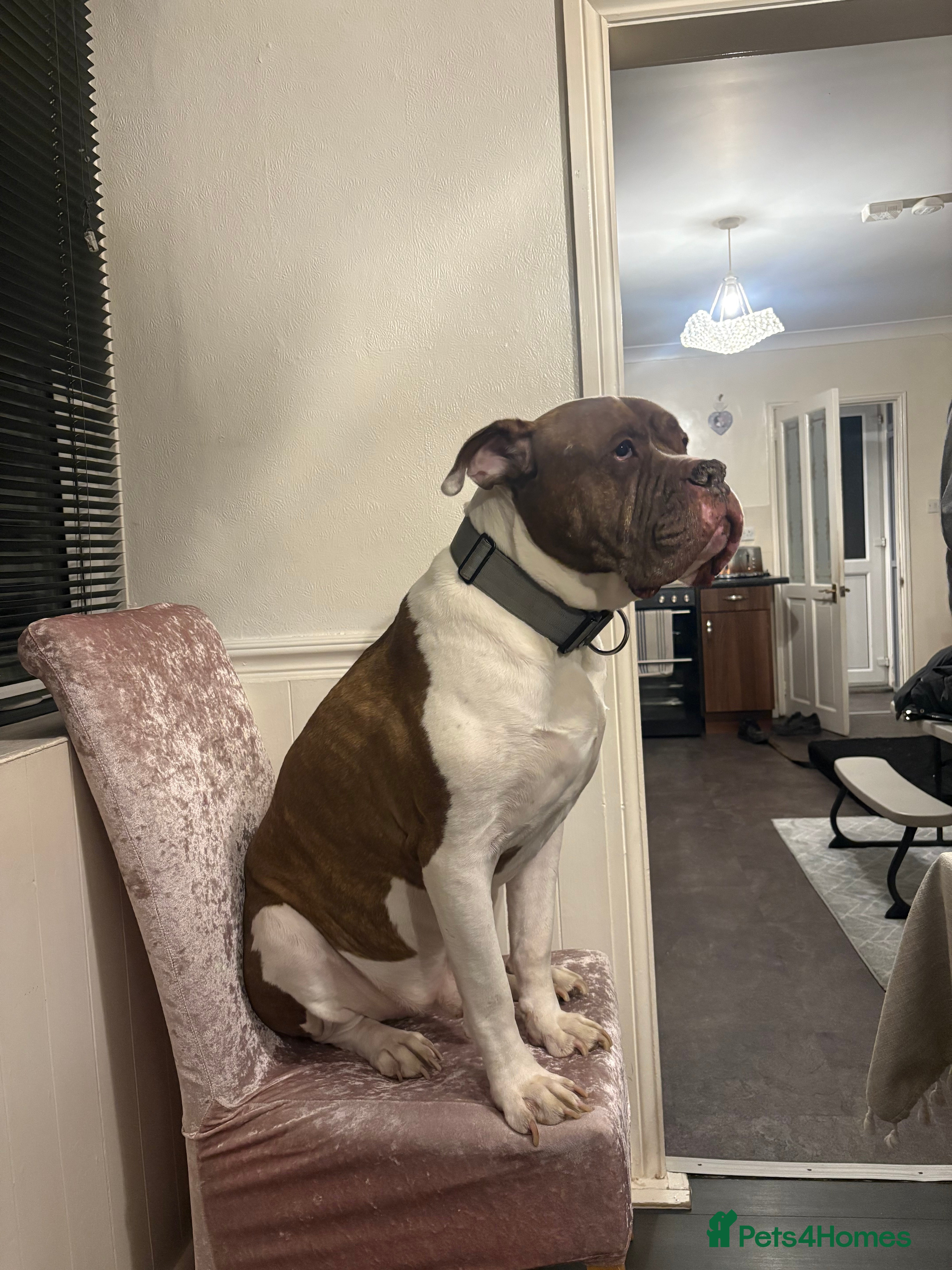 Mixed Breed dogs Bronx 8yr old alapha blue blood x - Advert 6