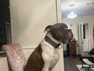 Mixed Breed dogs for sale - Advert 1