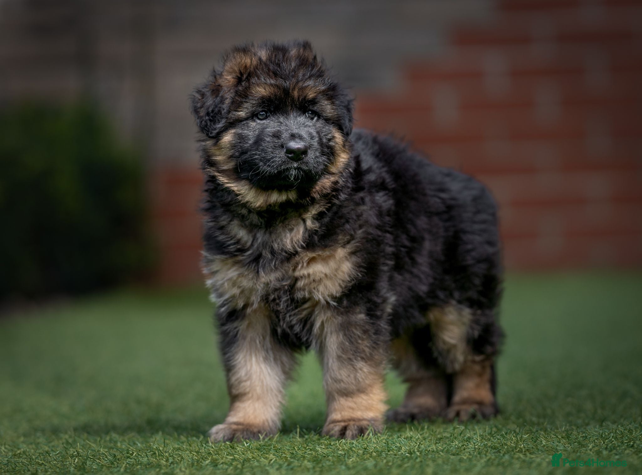 German Shepherd dogs Beautiful German Shepherd Puppies  - Advert 4
