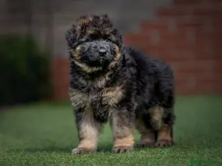 German Shepherd dogs Beautiful German Shepherd Puppies - Advert 4
