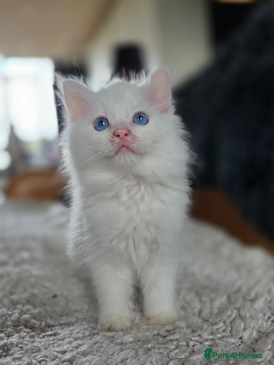 Ragdoll cats for sale: Quality Ragdoll Kittens - Advert 6