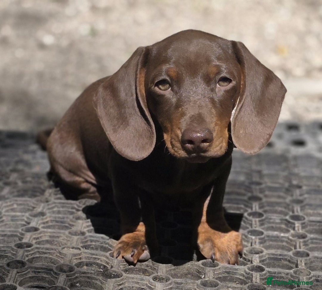 Miniature Dachshund dogs for sale: KC Reg Miniature Dachshunds - IVDD 0/0 (Dad) in Tavistock - Image 7