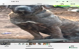 Mixed Breed dogs for sale: Can cause a puppy - Image 2