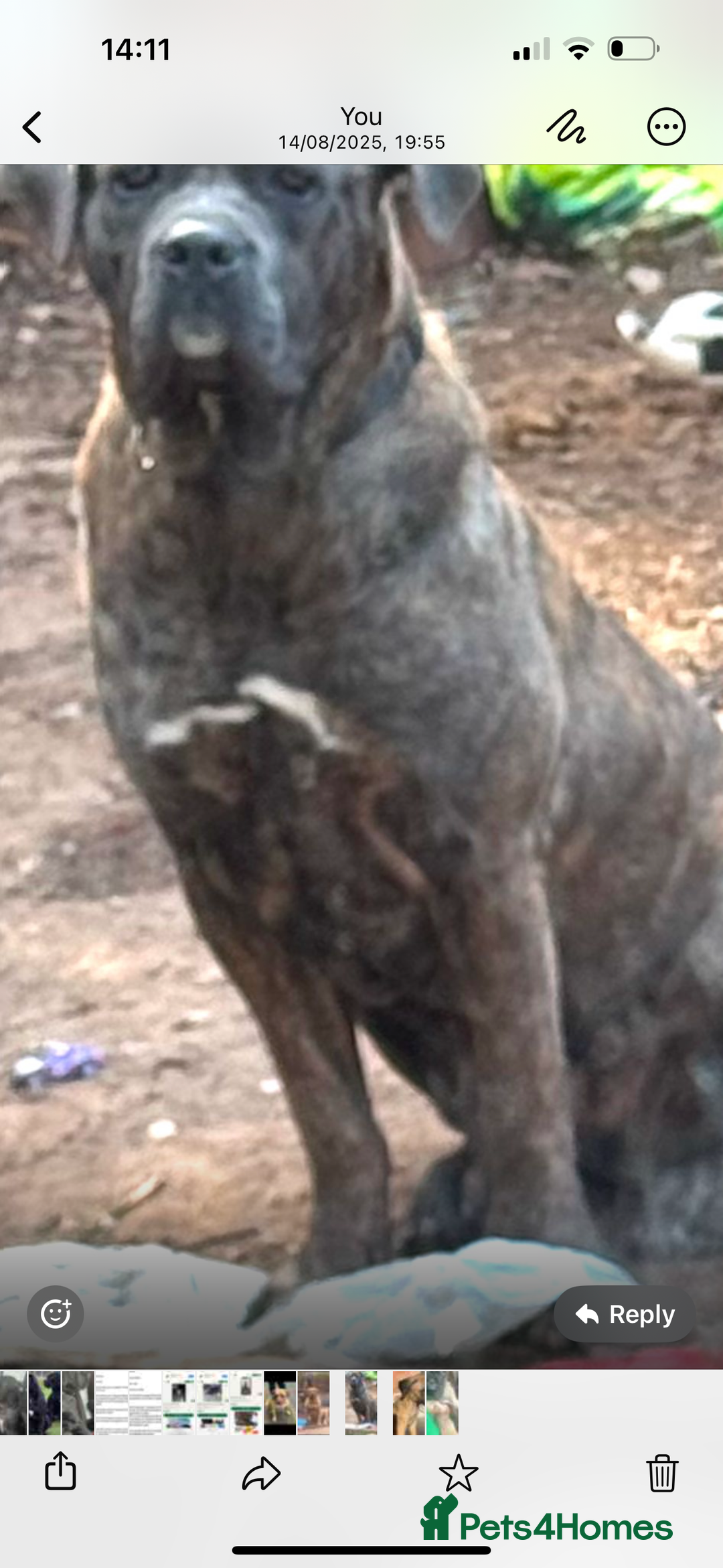 Mixed Breed dogs for sale: Can cause a puppy - Image 2