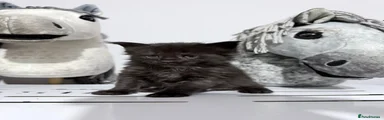 Maine Coon 3