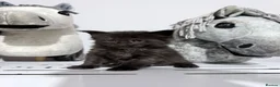 Maine Coon cats for sale: Stunning Maine coon kitten  - Advert 7