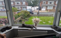 Mixed Breed cats for sale: 2 beautiful girls  - Image 3