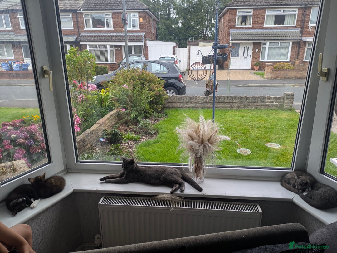 Mixed Breed cats for sale: 2 beautiful girls  - Image 3