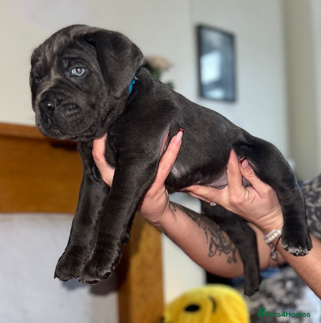 Cane Corso dogs for sale: Full bloodline Cane Corso Italiano FCI - Advert 11