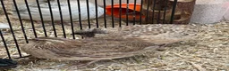 Quail poultry for sale: Mixed quail. 6 weeks old. Male and female.  - Advert 3