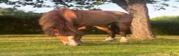 Welsh Section C horses for sale: project pony  - Advert 5