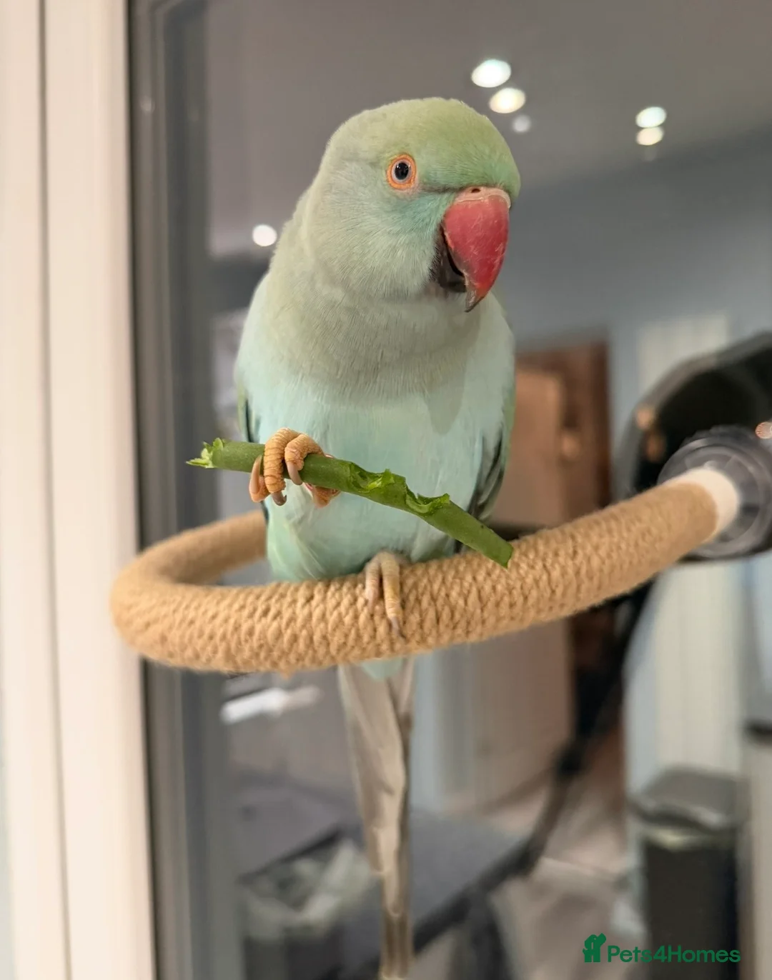 Parakeets birds for sale: Blue Indian Ringneck  in London - Advert 3