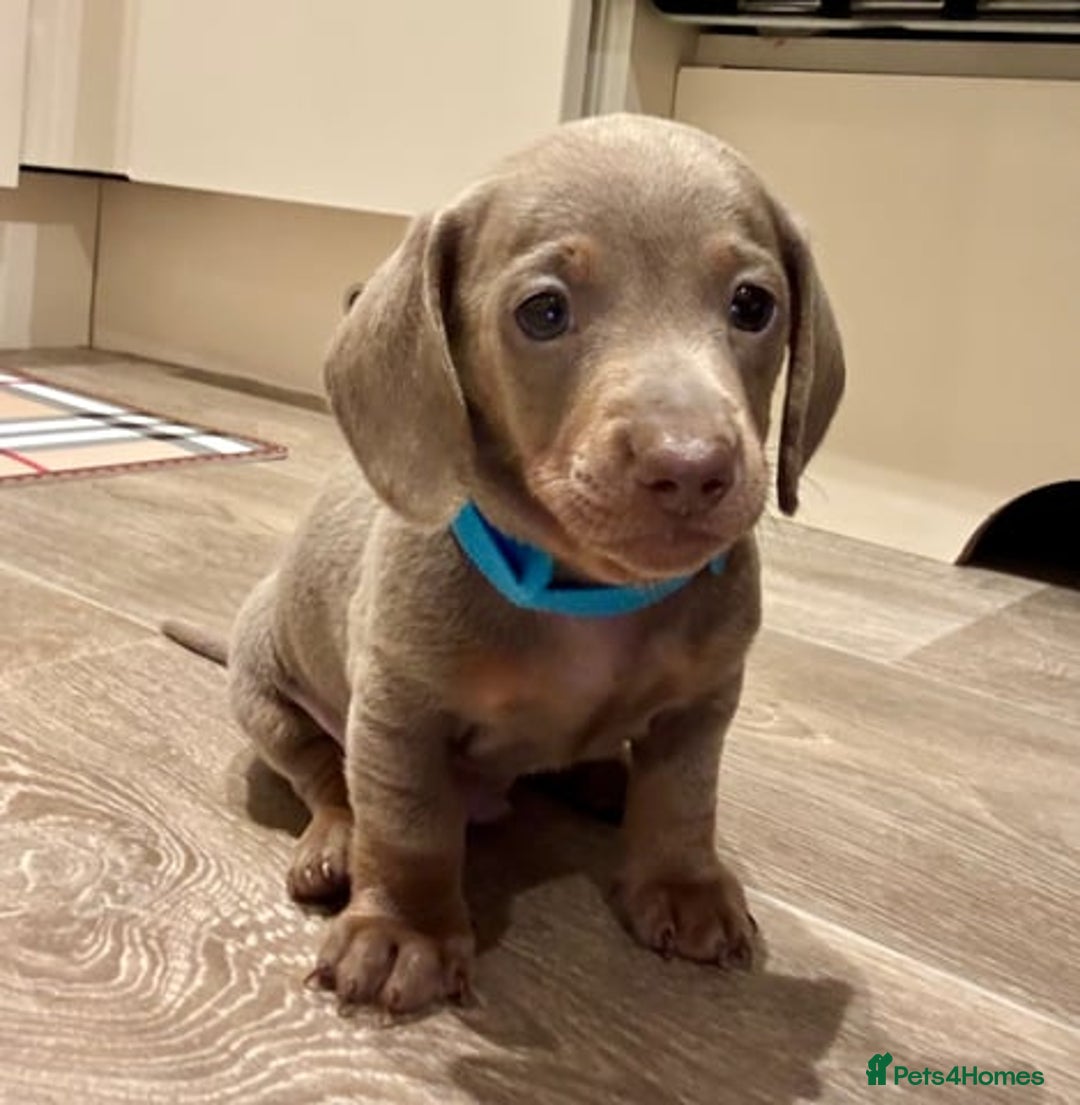 Miniature Dachshund dogs for sale: Miniature Dachshund Puppies  - Image 2