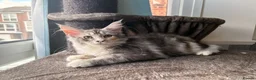 Maine Coon cats for sale: 🐾 Beautiful Maine Coon Girl – Rosie 🐾 - Advert 10