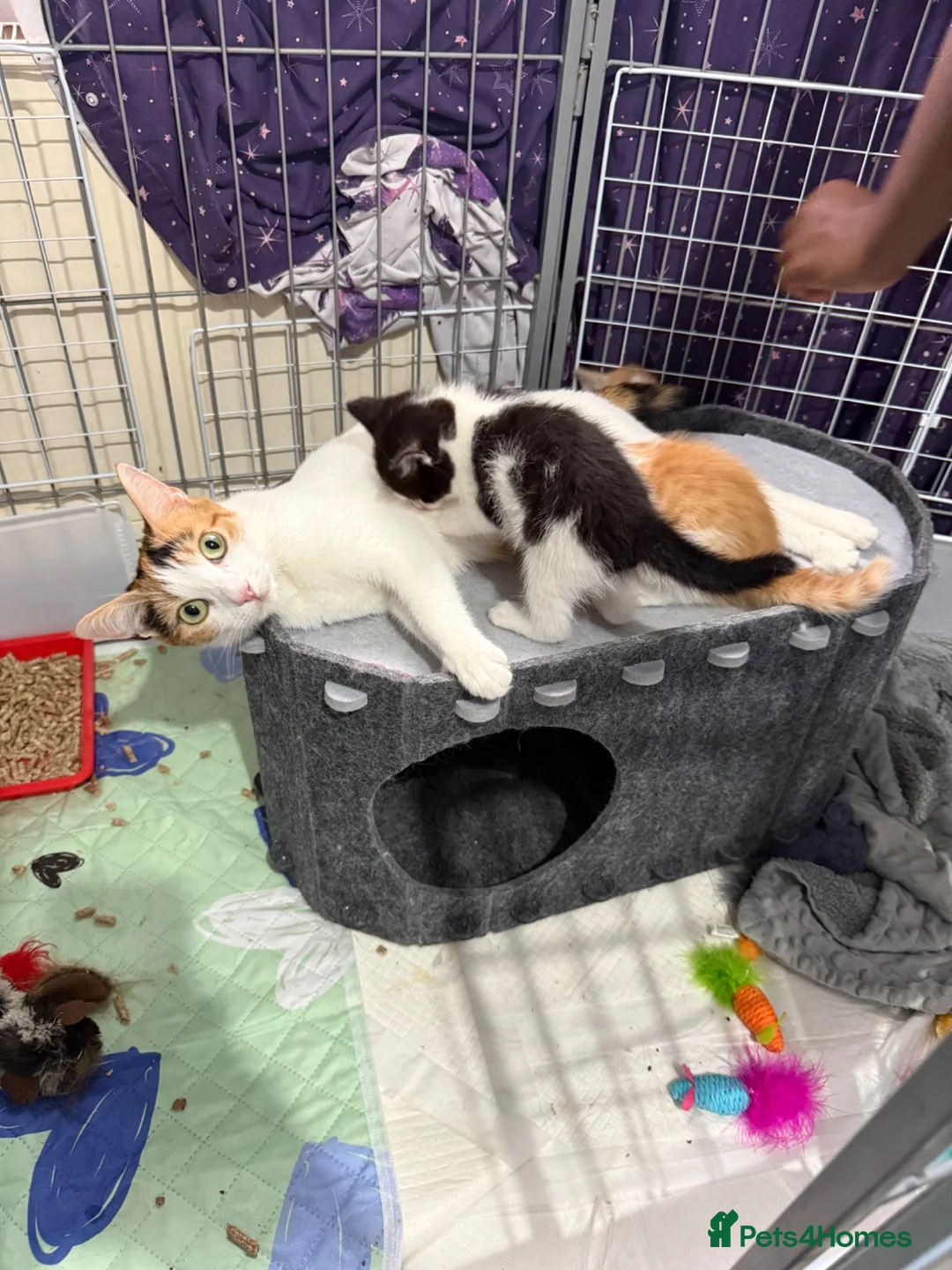 Mixed Breed cats for sale: Stunning ragdoll cross kittens  in Barking - Advert 1