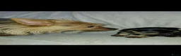 Yorkshire Terrier dogs for sale: Yorkshire Terrier INDIVIDUAL HEALTH CERTIFICATE in Poole - Advert 19