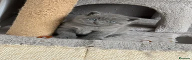 British Shorthair 2