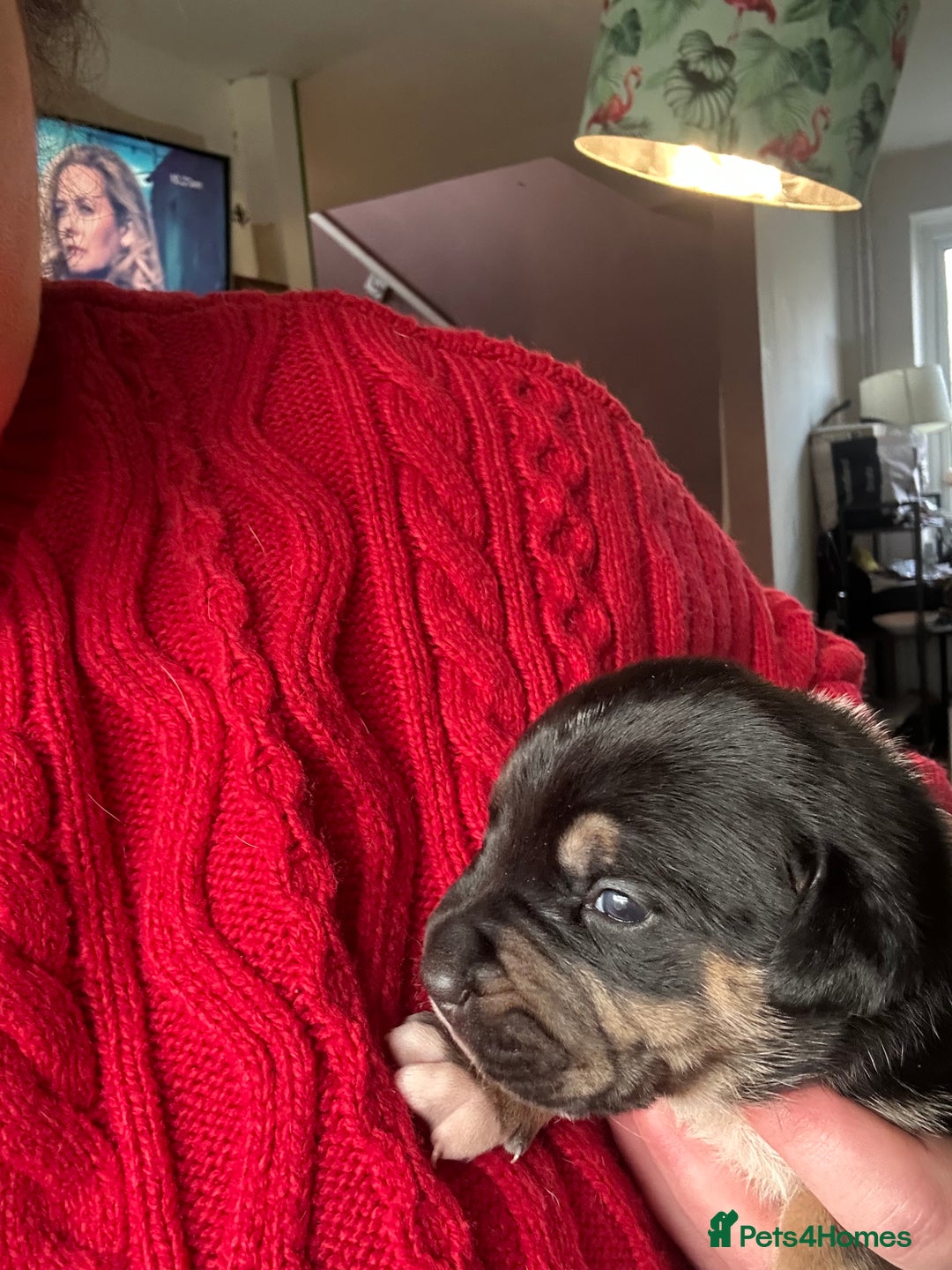 Mixed Breed dogs for sale: 🐾 11 Adorable Puppies From an Accidental Litter - Advert 8